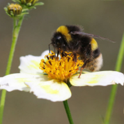 Breng meer biodiversiteit in je tuin en helpt de bijen en vlinders -Tuincentrum van de Hulsbeek in Wanrooij