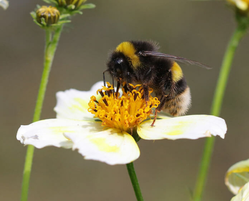 Breng meer biodiversiteit in je tuin en helpt de bijen en vlinders -Tuincentrum van de Hulsbeek in Wanrooij