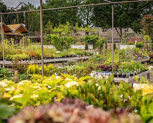 Tuincentrum van de Hulsbeek helpt je met advies en tips voor een succesvol tuinontwerp!